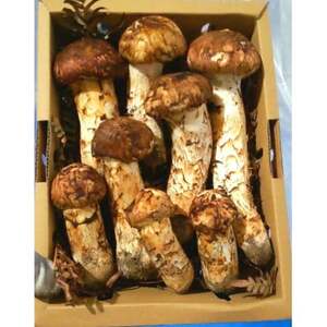 【2026秋発送】産地直送　岩手県岩泉町産まつたけ　ご家庭用不揃いセット1kg_野菜 松茸 きのこ まつたけ マツタケ_【配送不可地域：離島】【1414090】