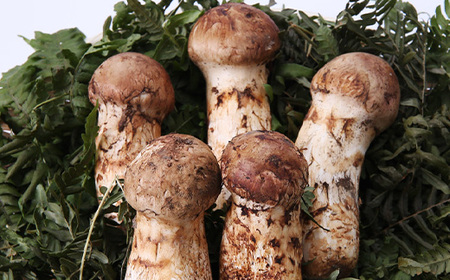 【2026秋発送】岩泉まつたけ 直送 1kg_野菜 松茸 きのこ まつたけ マツタケ_【配送不可地域：離島】【1423373】