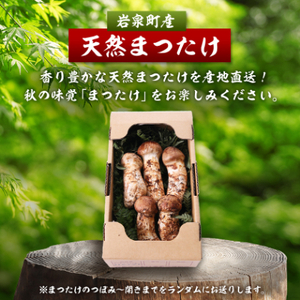 【2026秋発送】岩泉まつたけ 直送 500g_野菜 松茸 きのこ まつたけ マツタケ_【配送不可地域:離島】【1423376】