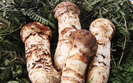 【2026秋発送】【特選】岩泉まつたけ 直送 1kg_野菜 松茸 きのこ まつたけ マツタケ_【配送不可地域：離島】【1423383】