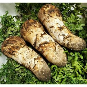 【2026年発送】岩手県岩泉産松茸 200g前後(150g～250g)詰め合わせ_野菜 松茸 きのこ まつたけ マツタケ_【配送不可地域：離島】【1515053】