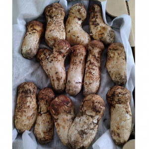 【2026秋発送】岩泉まつたけ　コロ200g_野菜 松茸 きのこ まつたけ マツタケ_【配送不可地域：離島】【1518201】