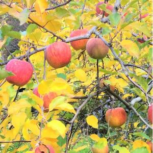 岩手県岩泉町産りんご サンふじ(5キロ:約12個)_果物・フルーツ りんご リンゴ 林檎_【1575918】