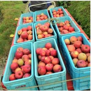 岩手県岩泉町産りんご サンふじ(5キロ:約12個)_果物・フルーツ りんご リンゴ 林檎_【1575918】