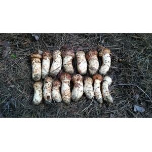 【2026秋発送】産地直送　岩手県岩泉町産　松茸　小・コロ　1kg【配送不可地域：離島】【1632438】