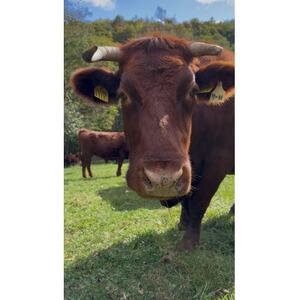 短角牛おまかせ焼肉セット【2～3人前】【配送不可地域：離島】【1678991】