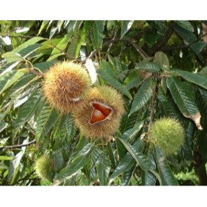 深山 栗しぼり_菓子・スイーツ 和菓子 _【配送不可地域:離島】【1388797】