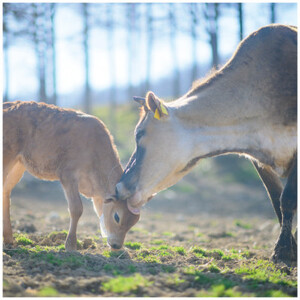 なかほら牧場のぷりん6個セット〔カスタード〕_菓子・スイーツ プリン _【配送不可地域:離島】【1315184】