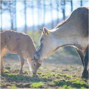 なかほら牧場のアイス6個セット(ミルク、抹茶、チョコレート)_菓子・スイーツ アイス・ジェラート _【配送不可地域:離島】【1407896】