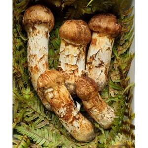 【2026年秋発送】岩手県岩泉産松茸　300g前後(250g～350g)(詰め合わせ)_野菜 松茸 きのこ まつたけ マツタケ_【配送不可地域：離島】【1415864】