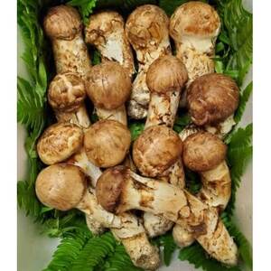 【2026年秋発送】岩手県岩泉産松茸　500g前後(450g～550g)(詰め合わせ)_野菜 松茸 きのこ まつたけ マツタケ_【配送不可地域：離島】【1415887】