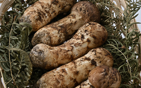 【2026秋発送】岩泉まつたけ 300g_野菜 松茸 きのこ まつたけ マツタケ_【配送不可地域：離島】【1421529】