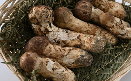 【2026秋発送】【自家用】岩泉まつたけ 300g_野菜 松茸 きのこ まつたけ マツタケ_【配送不可地域:離島】【1421549】