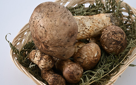 【2026秋発送】【自家用】岩泉まつたけ 500g_野菜 松茸 きのこ まつたけ マツタケ_【配送不可地域：離島】【1421552】