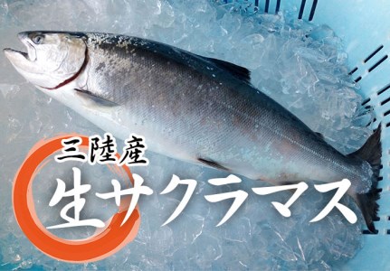 ＜期間限定＞岩手北三陸産　本マス１尾約２ｋｇ（サクラマス）（真マス）切身・三枚おろしのご希望も承ります。