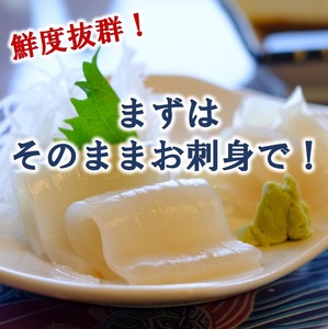 【年内発送】 冷凍スルメイカ 中 ４本～６本 （約１kg前後） いか 刺身 いかめし イカの塩辛 イカ焼き 年内配送 年内お届け 