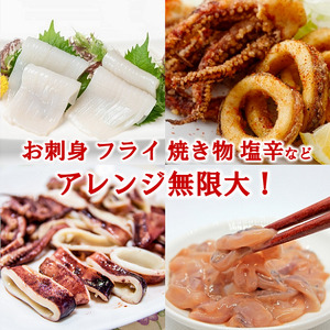 【年内発送】 冷凍スルメイカ 中 ４本～６本 （約１kg前後） いか 刺身 いかめし イカの塩辛 イカ焼き 年内配送 年内お届け 