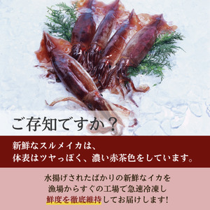 するめいか 丸物１５キロ 送料無料 鮮度超抜群 スルメイカ 冷凍 20尾入り(約4.5kg〜約5.5