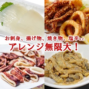 するめいか 丸物１５キロ 送料無料 鮮度超抜群 スルメイカ 冷凍 20尾入り(約4.5kg〜約5.5