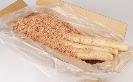 【軽米町産】長芋 約10kg_長芋長芋芋芋芋_【配送不可地域:離島・沖縄県】【1033987】