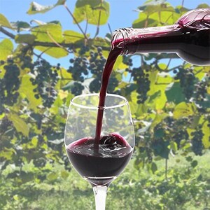 【軽米町産ヤマブドウ使用】100%山ぶどうジュース　1000ml×2本_ぶどうぶどうジュースジュースジュース_【配送不可地域：離島・沖縄県】【1101956】