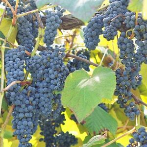 【軽米町産ヤマブドウ使用】100%山ぶどうジュース　1000ml×5本_ぶどうぶどうジュースジュースジュース_【配送不可地域：離島・沖縄県】【1101958】