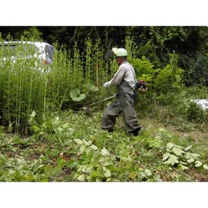 軽米町シルバー人材センターの草刈り作業(機械使用・2時間)サービス_草刈り 機械 作業 サービス 軽米_【配送不可地域：離島・沖縄県】【1393046】