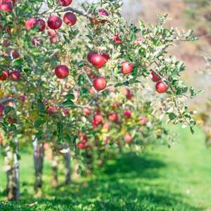 岩手県軽米町産　サンフジリンゴ　約5キロ(16～18個入り)【配送不可地域：離島・沖縄県】【1566350】