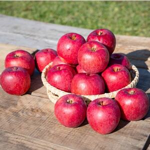 岩手県軽米町産　サンフジリンゴ　約5キロ(16～18個入り)【配送不可地域：離島・沖縄県】【1566350】