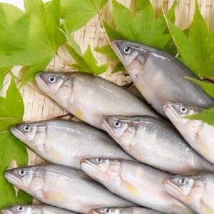 野田村産　清流安家川育ち美鮎　500g【配送不可地域：離島】【1481002】