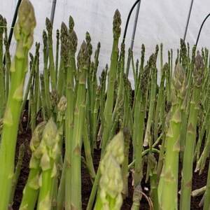 いわて奥中山高原グリーンアスパラ 1kg(L~2L)【配送不可地域:離島】【1691796】