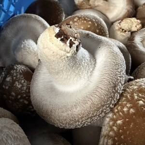 いわて奥中山高原菌床しいたけ 1kg【配送不可地域:離島】【1691813】