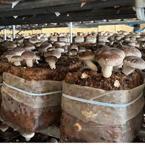 いわて奥中山高原菌床しいたけ 1kg【配送不可地域:離島】【1691813】