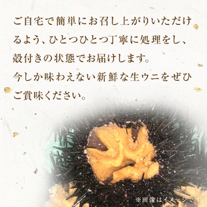 宮城県産 殻付き お造り生ウニ 8個 生ウニ 生雲丹 うに ウニ 雲丹 殻付きうに 殻付きウニ 殻付き雲丹 