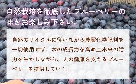 < 先行予約 > ブルーベリー ( 1kg ) 箱入り 生 無農薬 化学肥料不使用 摘みたて 冷蔵 大粒 濃厚 フルーツ 果物