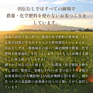 特別栽培米 ササニシキ 白米 3kg × 6回 定期便 （合計18kg）