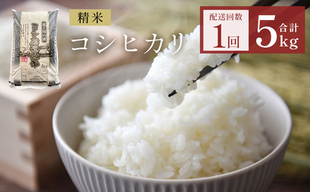 米 令和7年産 コシヒカリ 精米 5kg 単品  こめ コメ お米 ご飯 白米 こしひかり