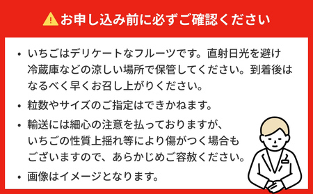 【2026年1月中旬発送開始】 いちご ちおとめ 恋みのり にこにこベリー とらいべりー 250g × 8 苺 イチゴ フルーツ 果物 ストロベリー ベリー デザート 甘み 酸味 宮城県 石巻市