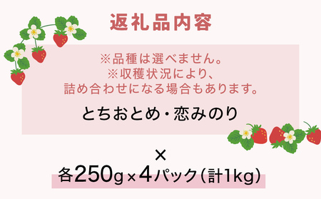 【2026年1月中旬より発送開始】 いちご 恋みのり とちおとめ 250g×4パック ギフト 苺 イチゴ フルーツ 果物 ストロベリー ベリー デザート 甘み 酸味 宮城県 石巻市