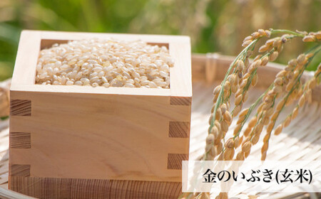 令和7年産 玄米 宮城県産 ヨシ腐葉土米 金のいぶき 2.7kg(900g×3) 真空パック 小分け 宮城県 石巻市