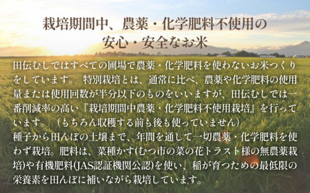 特別栽培米 ササニシキ 白米 5kg