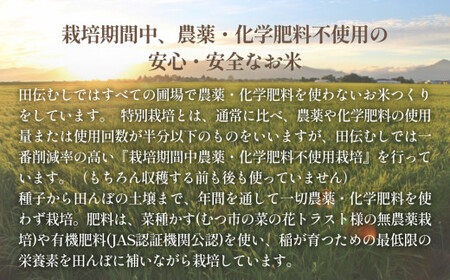 特別栽培米 ササニシキ 白米 10kg