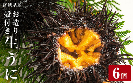 ＜先行予約：2026年5月下旬以降順次発送＞ 宮城県産 お造り生うに 6個 生ウニ 生雲丹 うに ウニ 雲丹 殻付きうに 殻付きウニ 殻付き雲丹