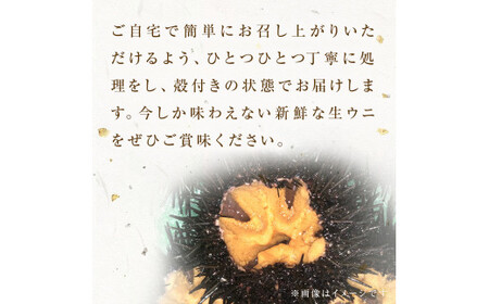 ＜先行予約：2026年5月下旬以降順次発送＞ 宮城県産 お造り生うに 6個 生ウニ 生雲丹 うに ウニ 雲丹 殻付きうに 殻付きウニ 殻付き雲丹