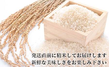 令和5年産 ヨシ腐葉土米 ササニシキ 精米8kg（4kg×2袋）