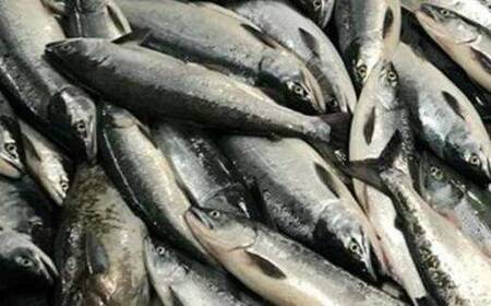 筵巻き山漬け　紅鮭切身詰合せ　【04203-0026】