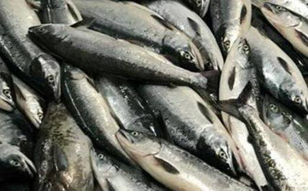 ＜3か月定期便＞筵巻き山漬け　紅鮭切身詰合せ定期便　【04203-0516】