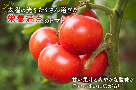 【期間限定発送】波乗り トマト とまたん 4kg (20個入) [サンフレッシュ小泉農園 宮城県 気仙沼市 20564139]