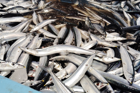 缶詰 やわらかさんま 醤油煮 ＆ 味噌煮 各4缶 計8缶 [ミヤカン 宮城県 気仙沼市 20564175]