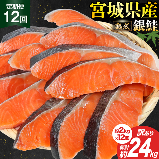 定期便 《12ヶ月連続お届け》 訳あり 宮城県産 熟成 銀鮭 切身 約2kg×12回 計24kg [宮城東洋 宮城県 気仙沼市 20564498]